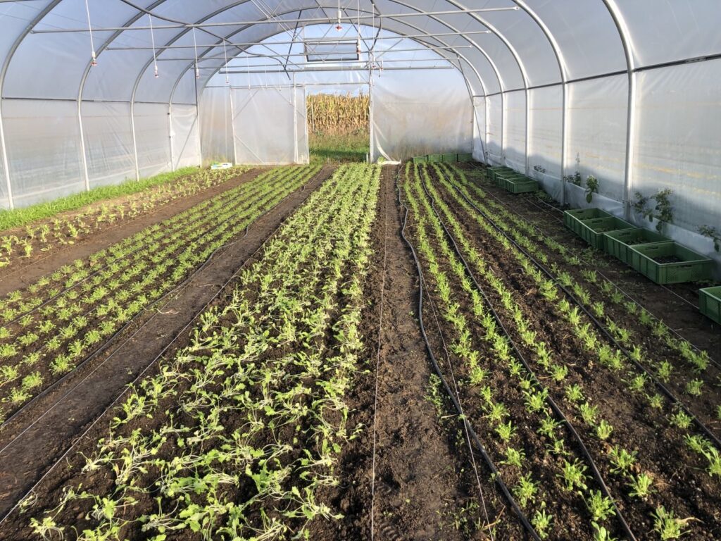 Wintersalate im Folientunnel